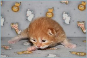 Male Siberian Kitten from Deedlebug Siberians